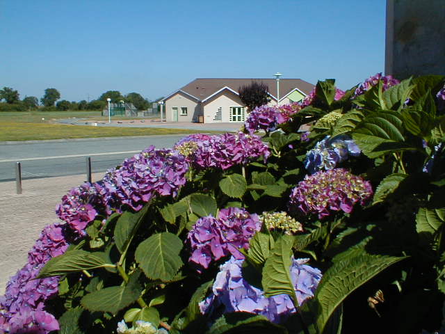 photo mairie hortensia